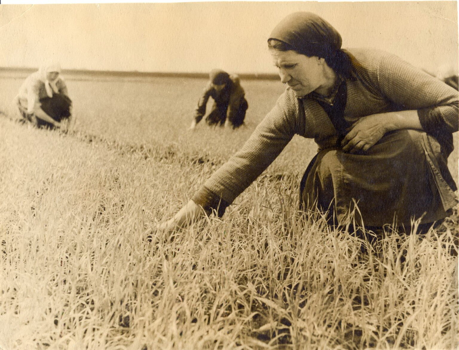 Фотография труженика. Женщины тыла Великой Отечественной войны. Женщины на войне в тылу. Женщины в поле в годы войны. Женщины в колхозе.